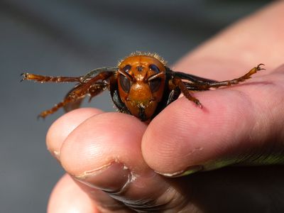 The invasive northern giant hornet, also called a murder hornet, has been eradicated from the United States.