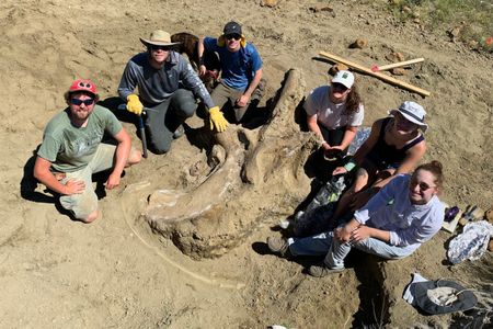 Paleontologist David Schmidt (left) and a crew of student volunteers worked together to find and excavate a huge Triceratops skull in South Dakota.