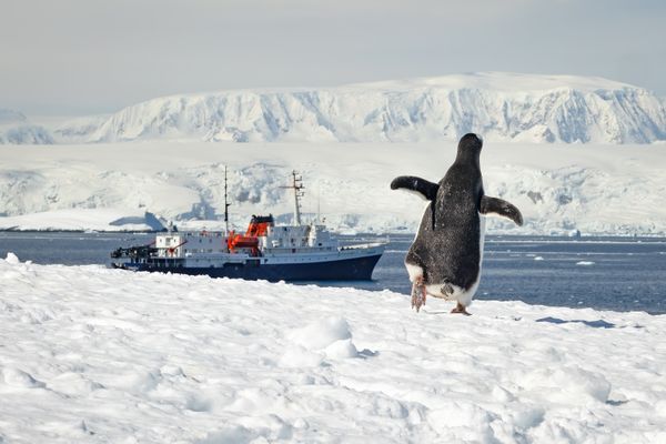 Gentoo Penguin running to catch the ship! thumbnail