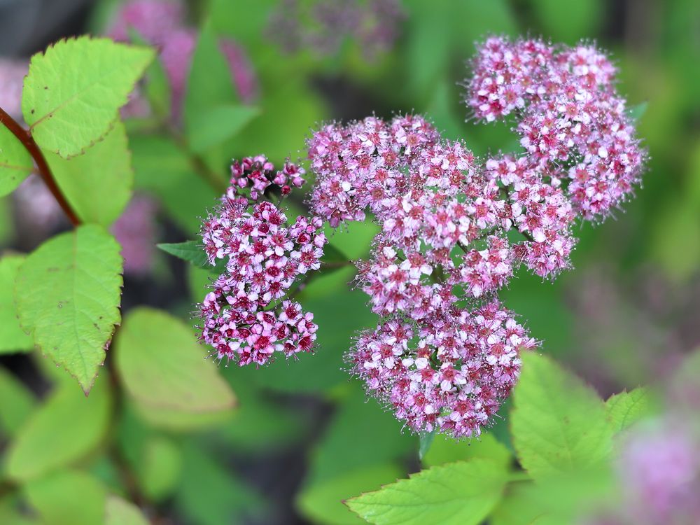 A flower bloom. Smithsonian Photo Contest Smithsonian Magazine