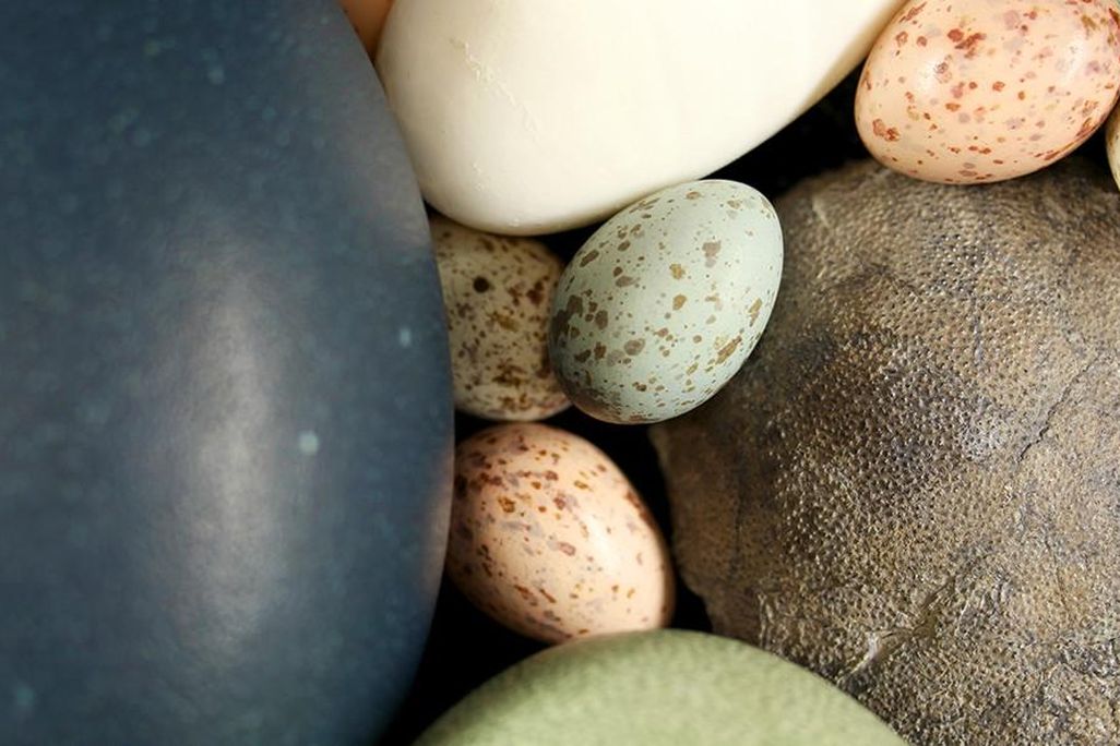 dinosaur_egg_with_bird_eggs.jpg
