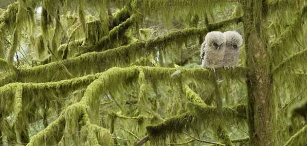 Three week old spotted owl hatchlings