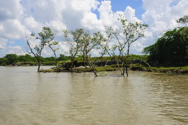 Erosion on the river bank near Sundarbans. thumbnail