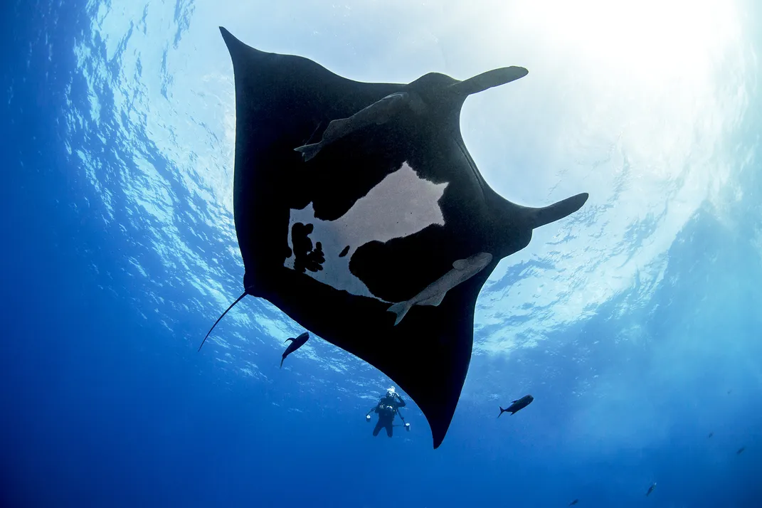 manta ray size