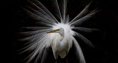 Great White Egret, by Antonio Soto, photographed March 2009, South Florida