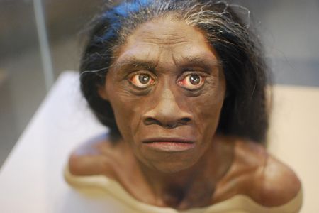 An artist's reconstruction of what the hobbit may have looked like housed in Smithsonian's National Museum of Natural History.