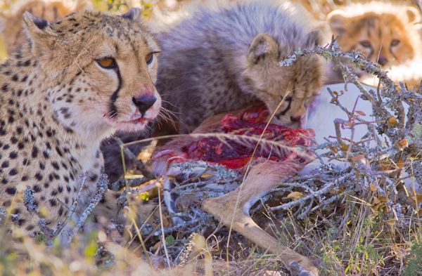 Cheetah mom standing watch over cubs thumbnail