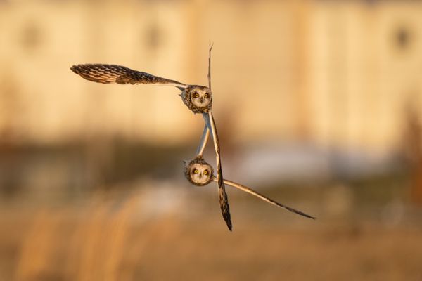Short-eared Owl Aerial Maneuvers thumbnail