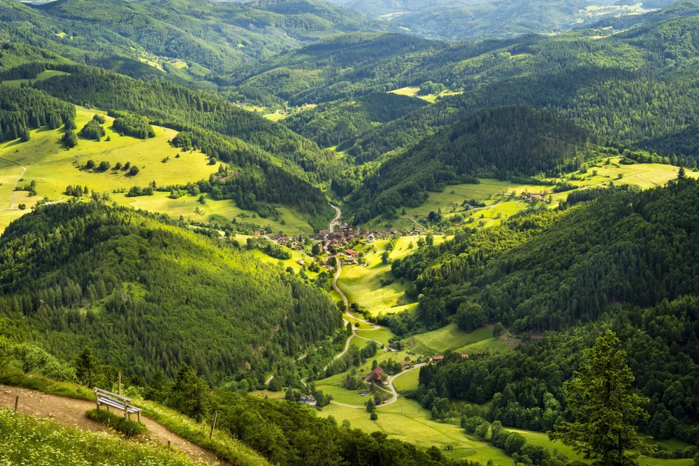 Black Forest