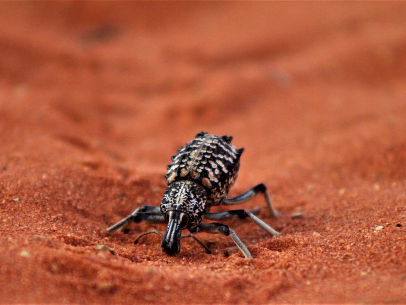 insect-crawling-in-the-outback-smithsonian-photo-contest