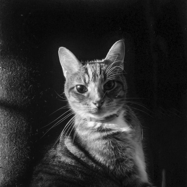 A Portrait of My Cat Named Bill thumbnail
