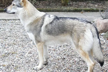 A wolfdog. 