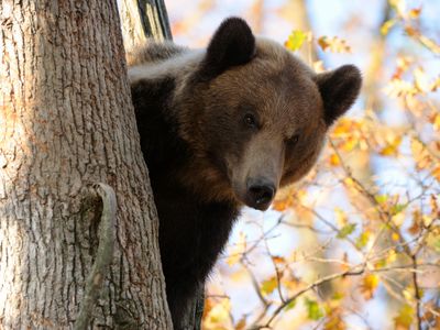 A brown bear in a private park near Brasov. 
