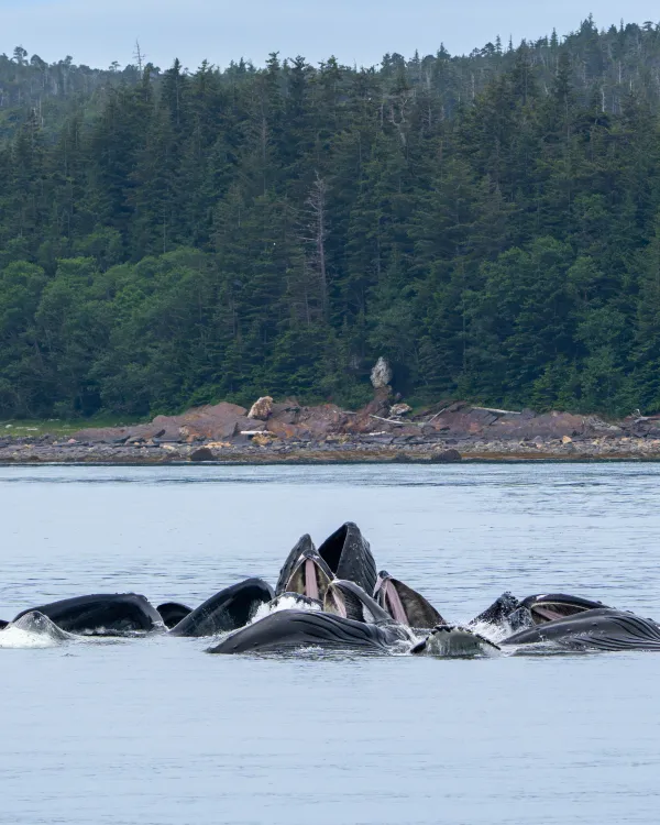 Bubble Net Feeding thumbnail