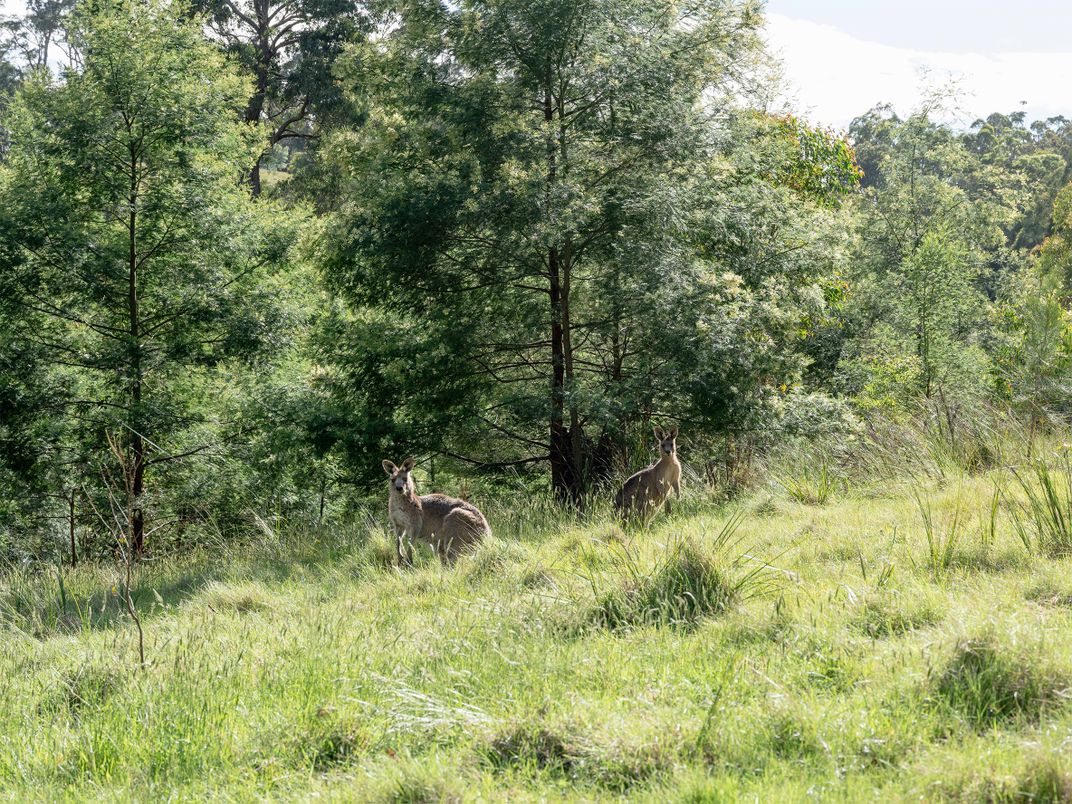Red-necked wallabies in Victoria