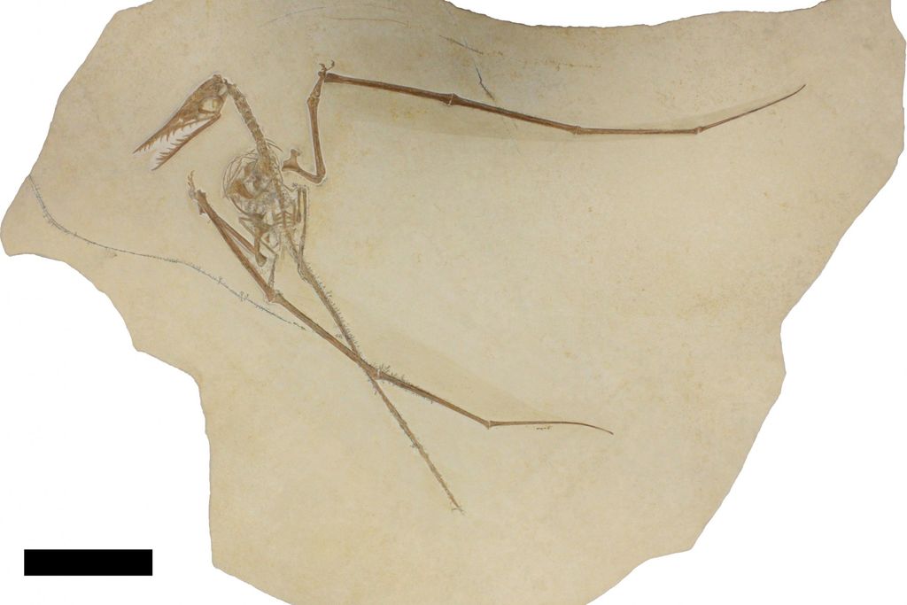 Pterosaur with coprolite