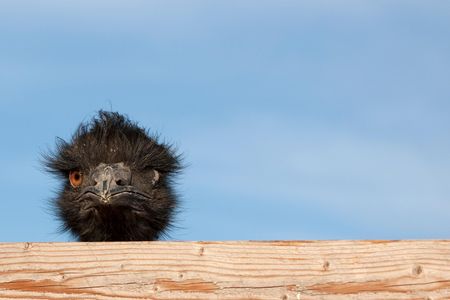 How do we measure a bird's IQ?