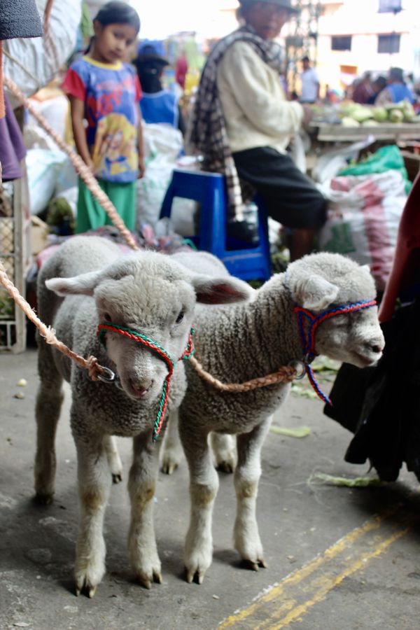 Lambs at an Ecuadorian Market thumbnail