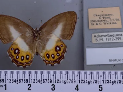 Saurona triangula, one of the newly described butterfly species named for the evil Lord Sauron in J.R.R. Tolkien&#39;s&nbsp;Lord of the Rings&nbsp;trilogy