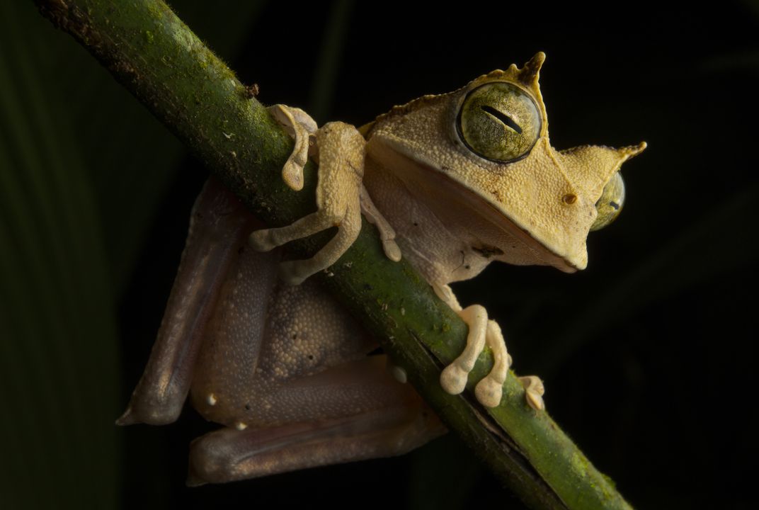 Researchers couldn't be hoppier about 'mini frog' species