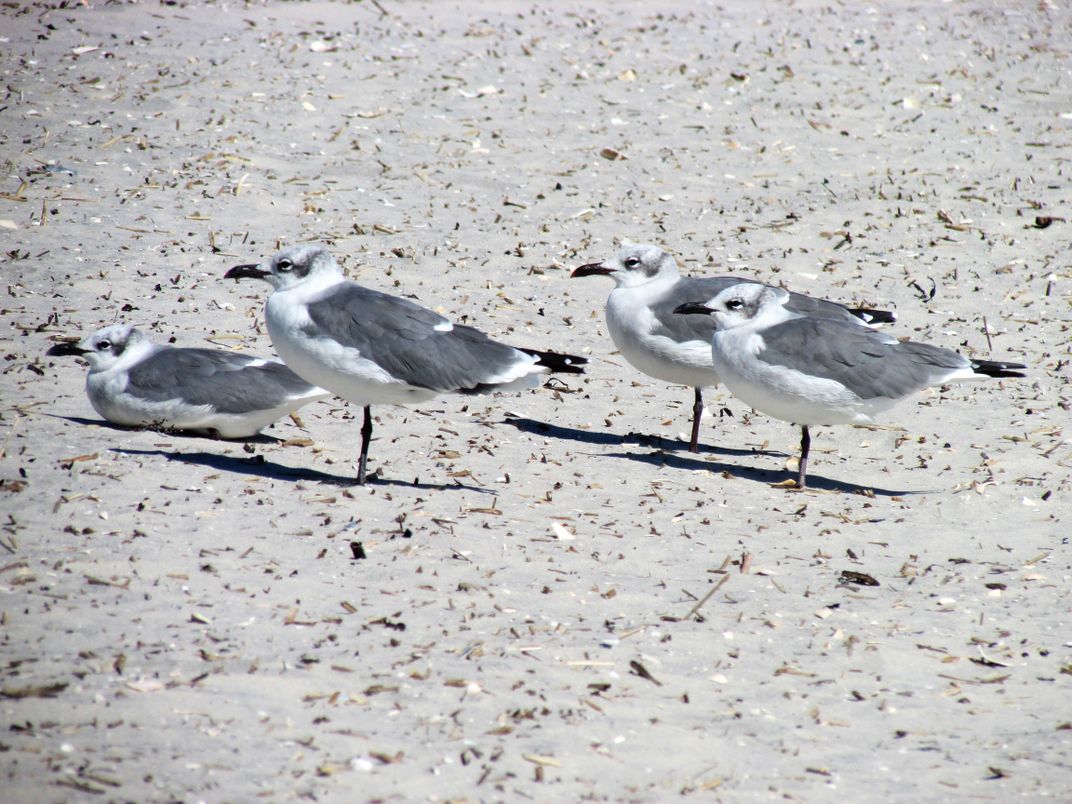 Birds on a Windy Beach Smithsonian Photo Contest Smithsonian Magazine