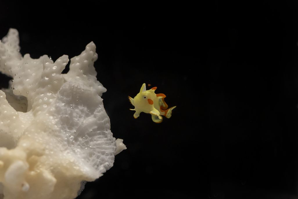 A tiny yellow fish next to a white coral against a black backdrop