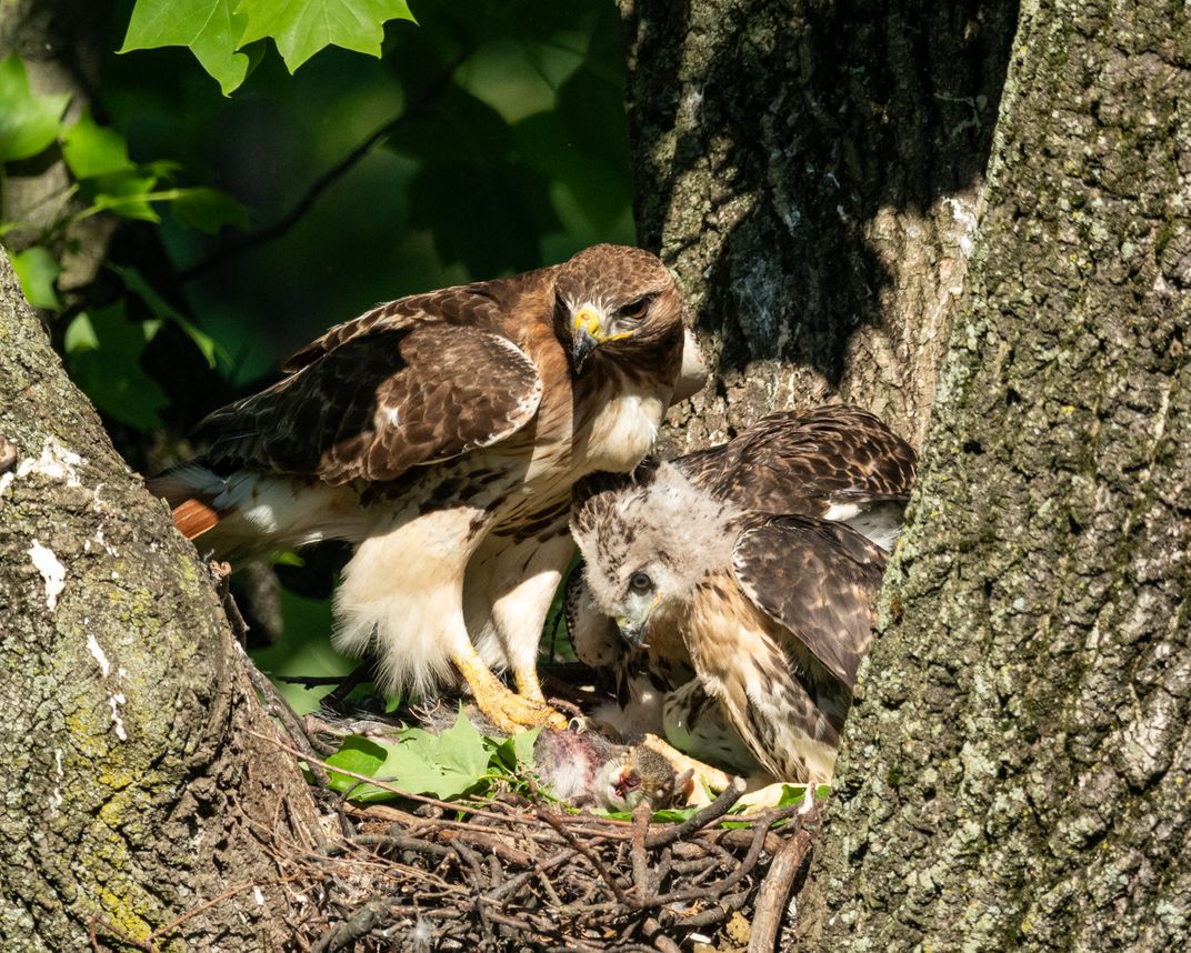 young red tailed hawk recieving squirrel meal | Smithsonian Photo ...