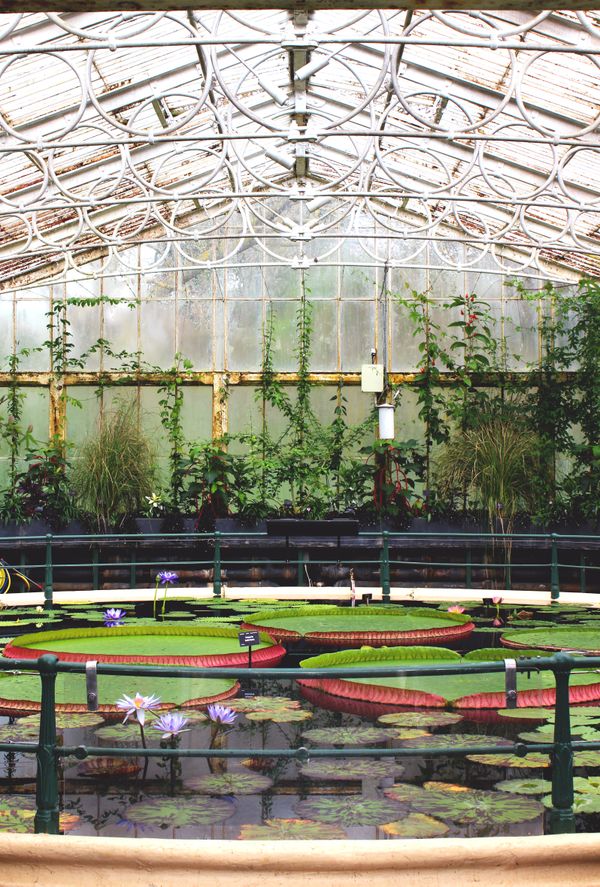 Waterlily House thumbnail