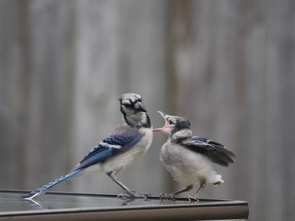Circle of life. Mama Blue Jay with baby on the first day out of the nest.  Life in motion. (Cyanocitta cristata), Smithsonian Photo Contest