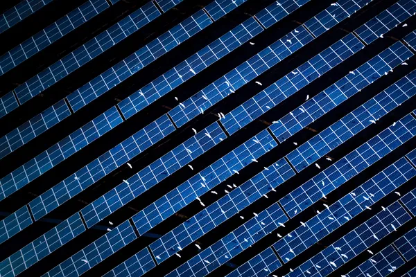 Photovoltaic and Egret thumbnail