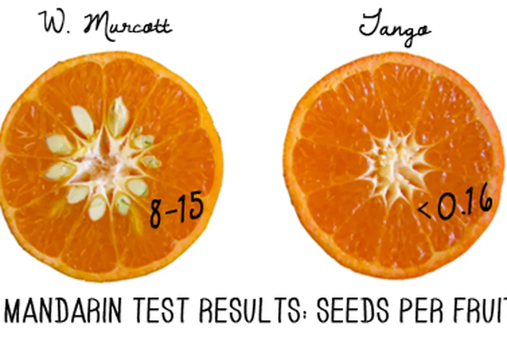 Testing the Tango at the University of California Citrus Breeding Program