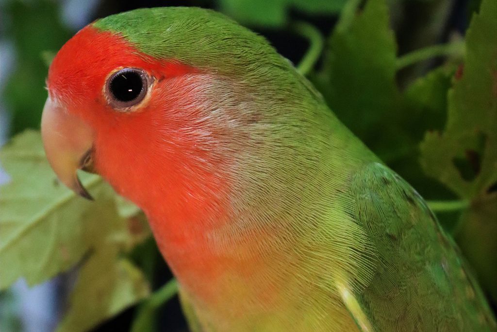 Rosy-Faced Lovebird
