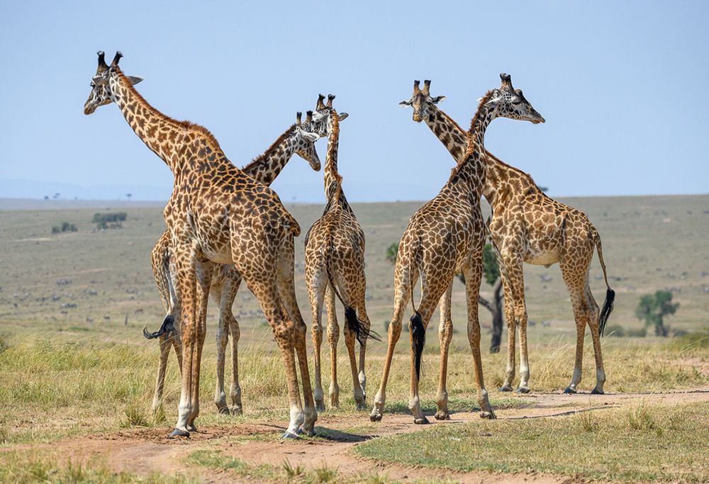 Giraffes