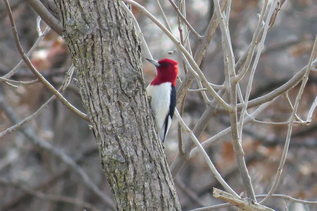 Red-headed woodpecker
