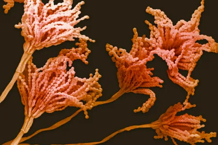 Spores on the conidiophores of the fungus Penicillium notatum.