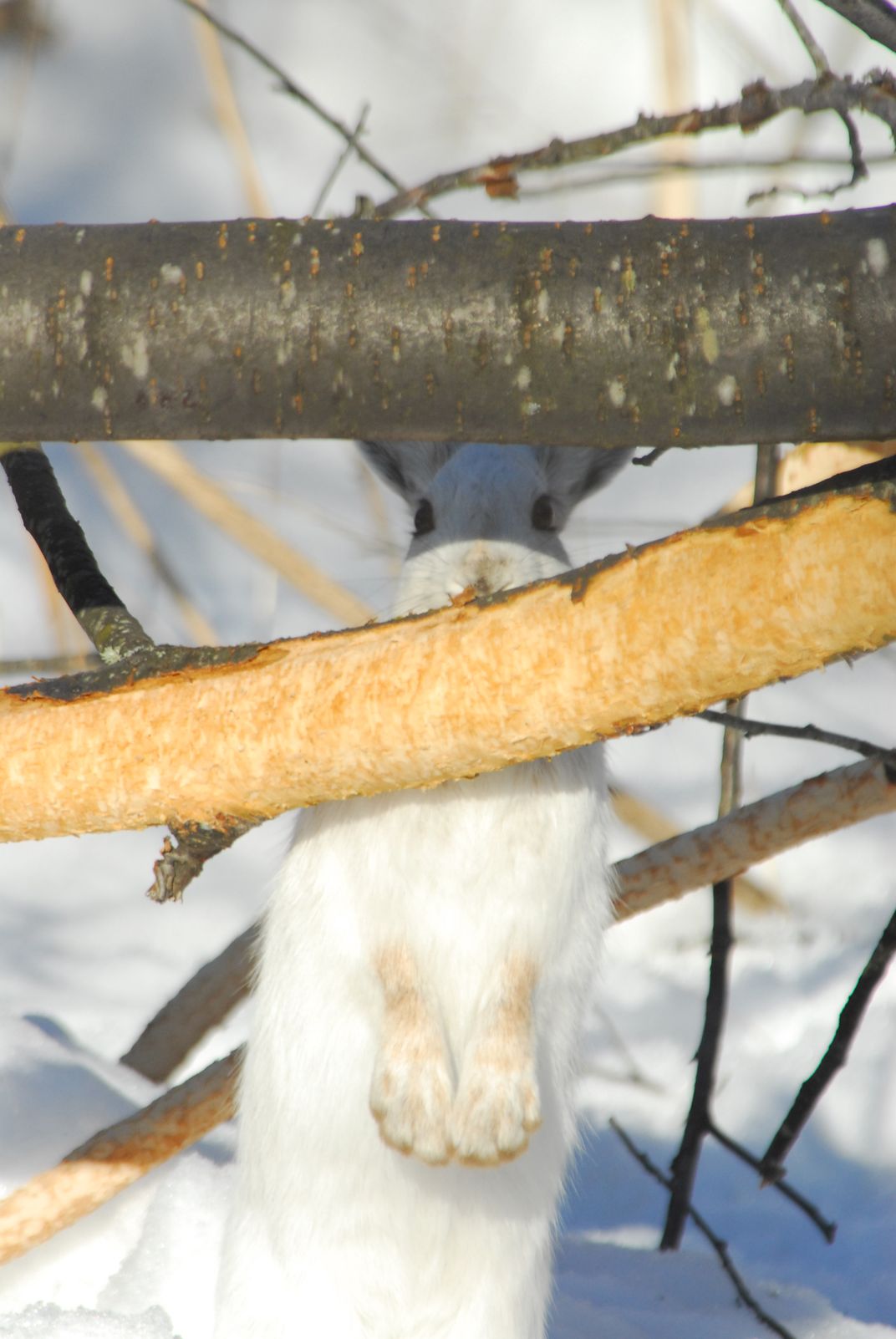 Snowshoe Hare peeking out and eating bark off a tree branch