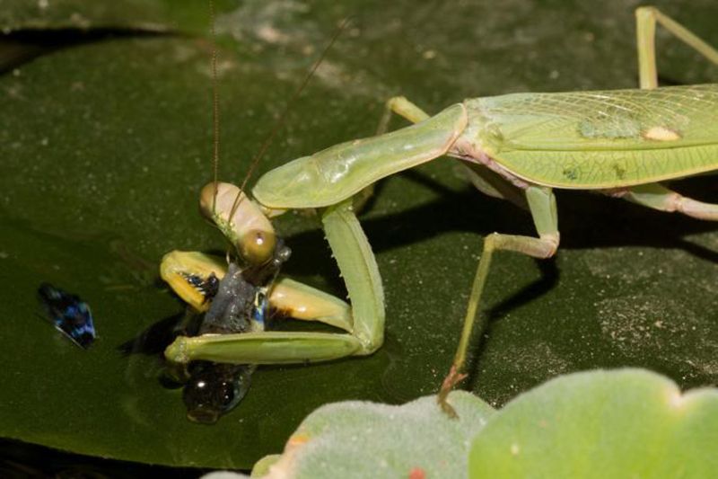 fishing-praying-mantis.jpg