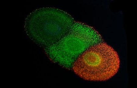 The team's work with flavobacterium could lead to the creation of biodegradable, non-toxic paints in all the colors of nature