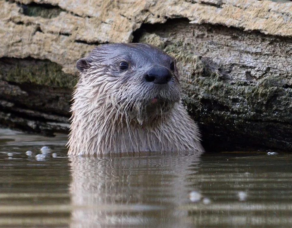 Lontra canadensis, the North American river otter. (Credit: Matthew Fryer)