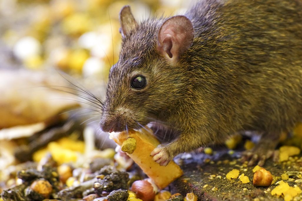 a rat chewing on food