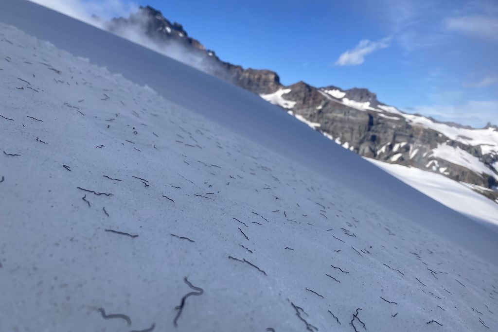 iceworms on a glacier