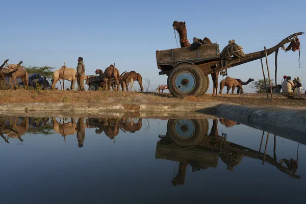 Reflections of tradition and resilience thumbnail