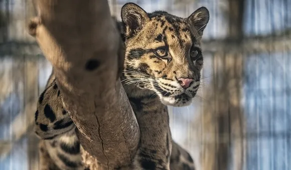 Take a virtual field trip to the Smithsonian Conservation Biology Institute to see clouded leopards in a National Museum of Natural History Program streaming Jan 13. (Smithsonian)