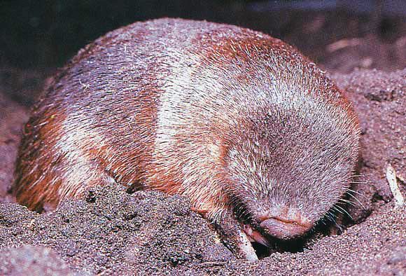 A golden mole