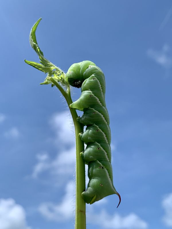 Tomato hornworm caterpillar climbing high thumbnail