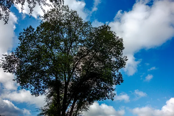 “Tranquility under the canopy: hope after a challenging day in the park.” thumbnail