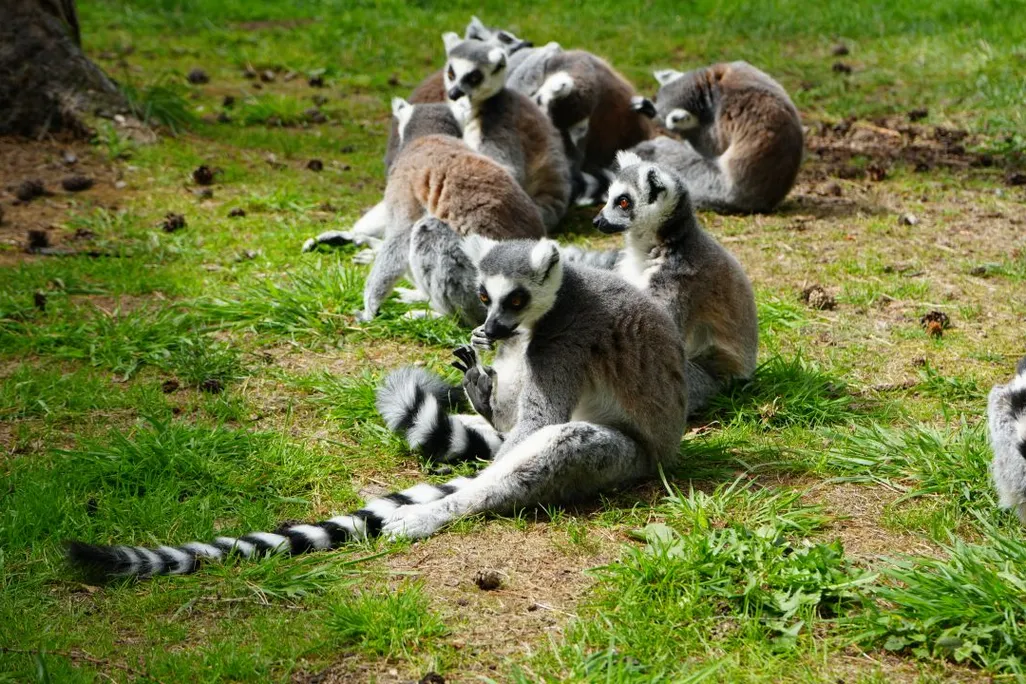 Group of lemurs sitting on grass