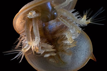 Agnostus pisiformes