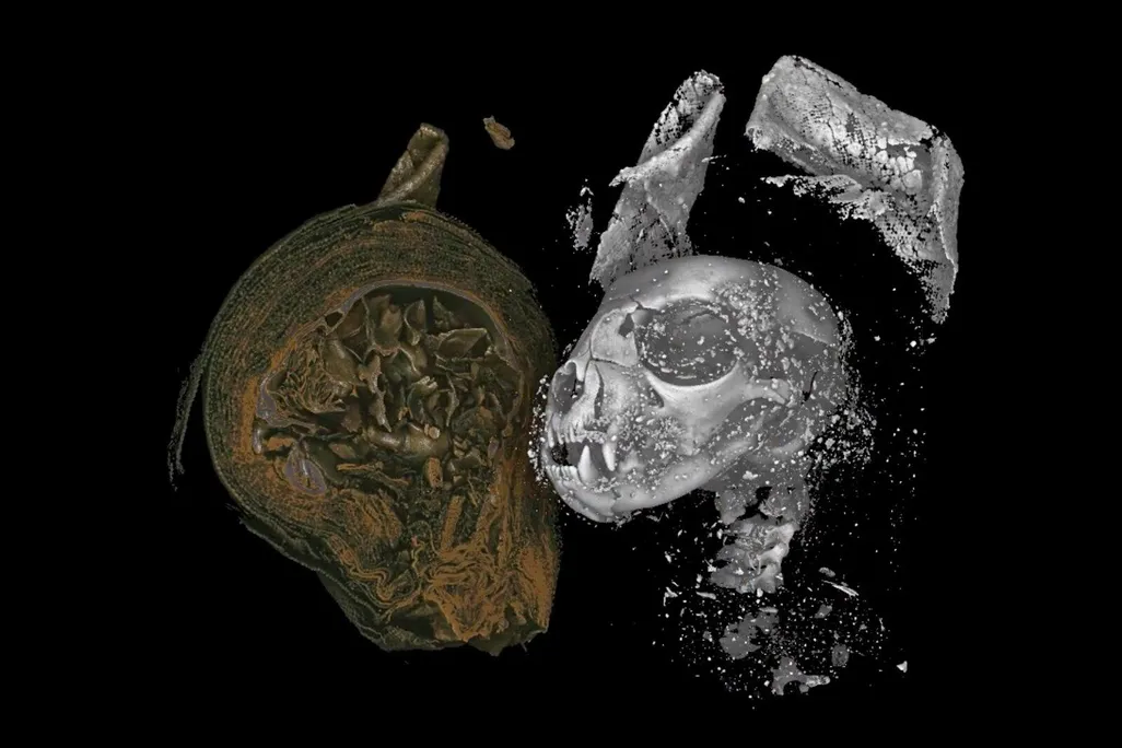 cat skull