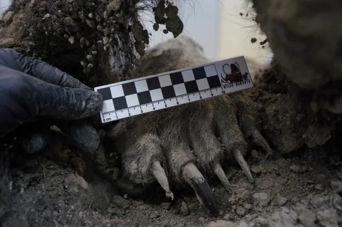 Brown bear claw with measuring instrument above it